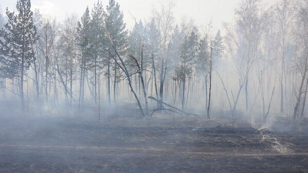 Площадь лесных пожаров в Сибири выросла до 10,6 тыс гектаров
