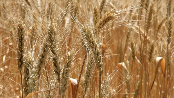Пшеничное поле, архивное фото