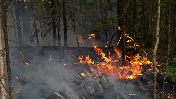 Пожары в лесах Томской области