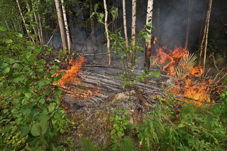 Пожары в лесах Томской области