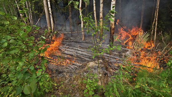 Пожары в лесах Томской области