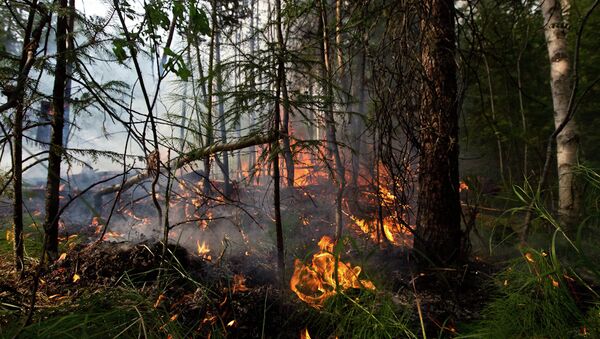 Пожары в лесах Томской области