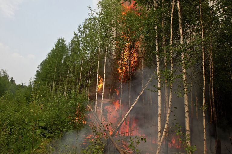 Пожары в лесах Томской области