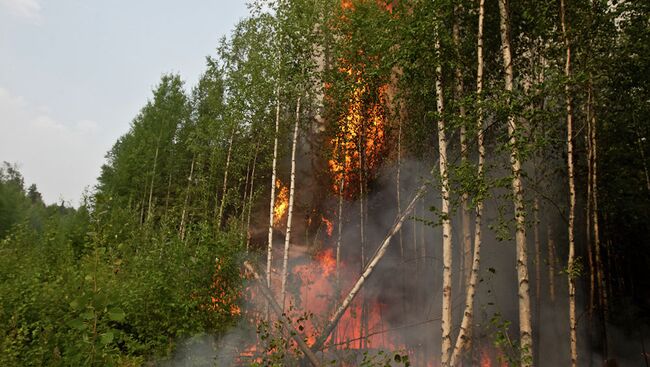 Пожары в лесах Томской области