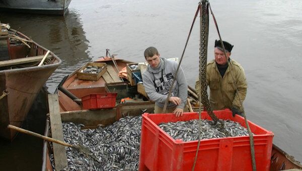 Рыбаки тоннами вылавливают корюшку в акватории Ладожского озера