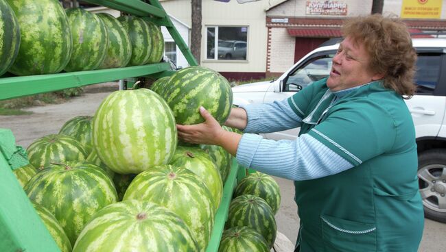 Продажа бахчевых