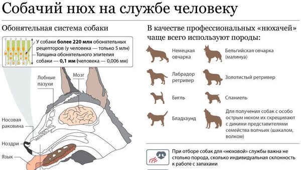 Особенности обоняния собак