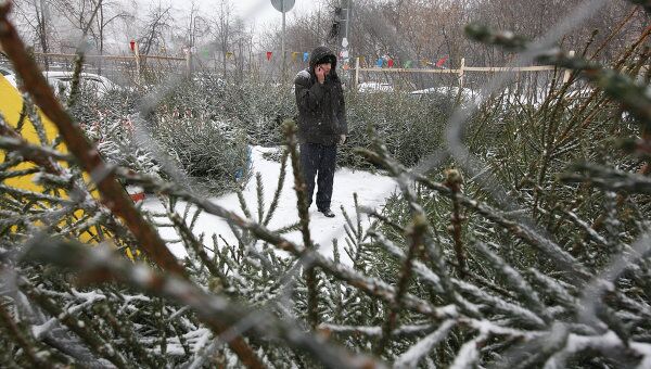 Елочные базары Владивостока продали меньше половины заготовленных елок