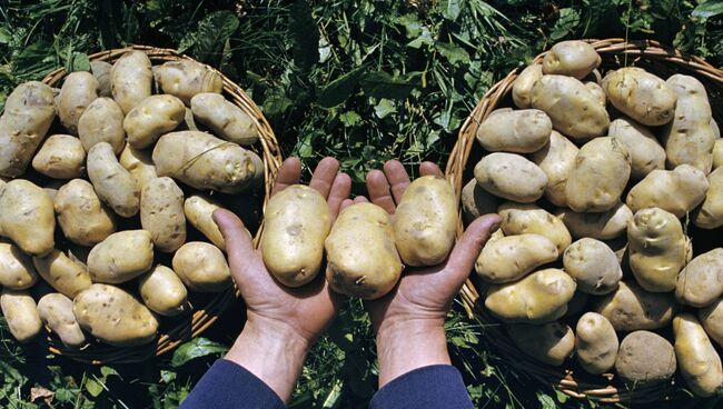 Белорусский картофель. Архивное фото
