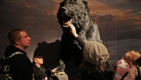 Чучело пещерного медведя на выставке в Томском областном краеведческом музее