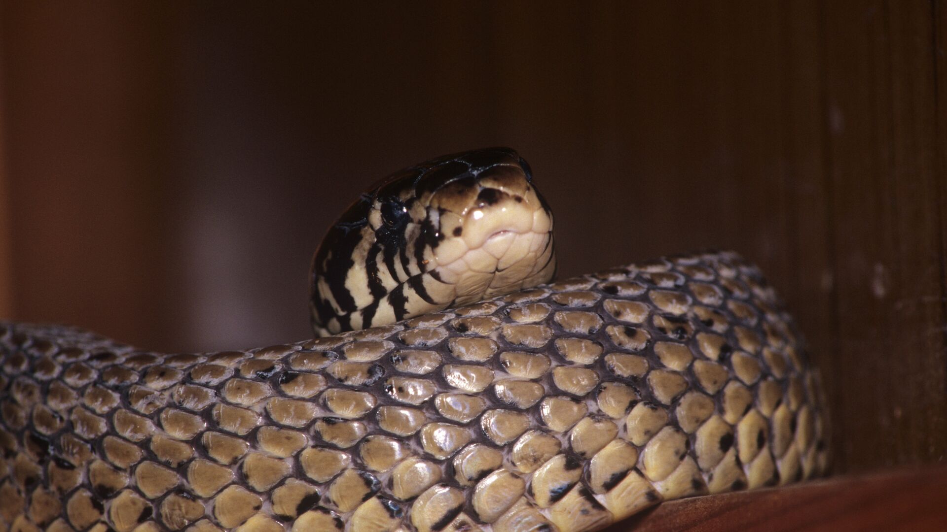 Змея Змея - РИА Новости, 1920, 27.09.2025