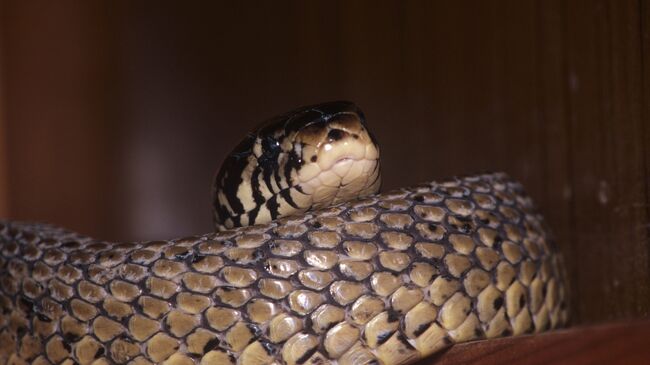 Ядовитая змея, архивное фото