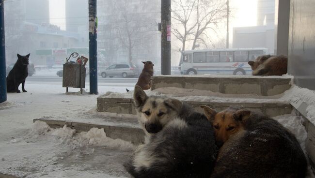 Морозы в Томске