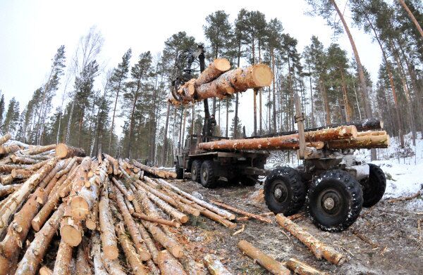 Реферат: Нелегальные рубки и торговля древесиной