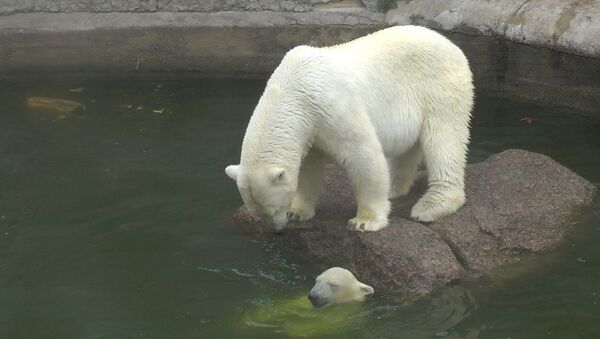 Белые медведи принимают водные процедуры в Ленинградском зоопарке 