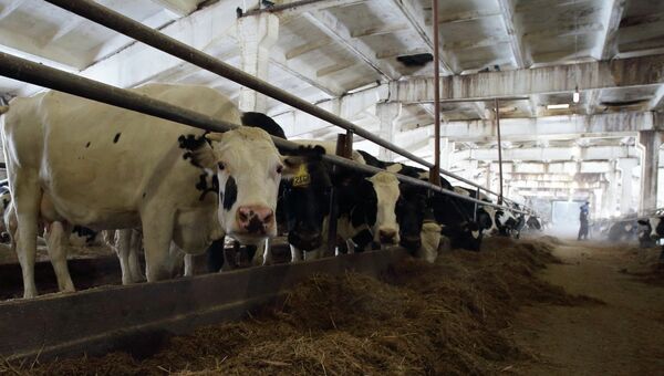 Животноводческая ферма на 960 коров откроется на Вологодчине