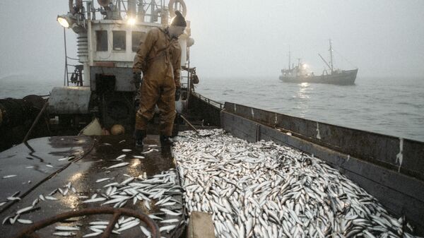 Улов рыбы на траулере рыболовецкого колхоза, архивное фото