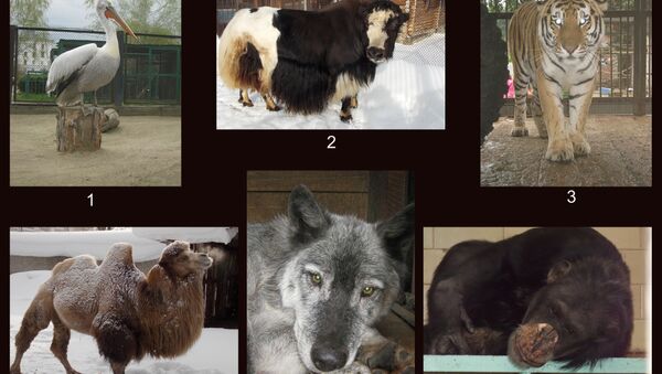 Животные зоопарка города Северск