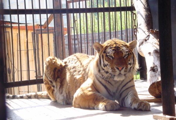 Амурский тигр Лотос