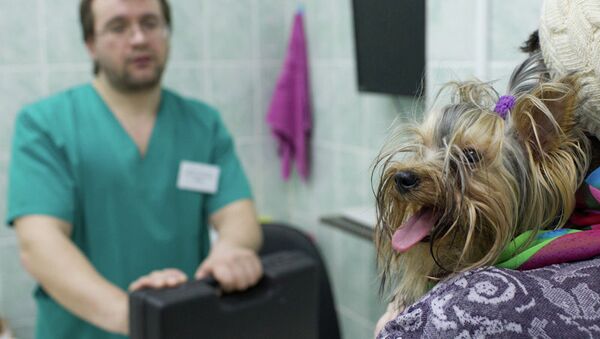 Чипирование в ветеринарной клинике Томска