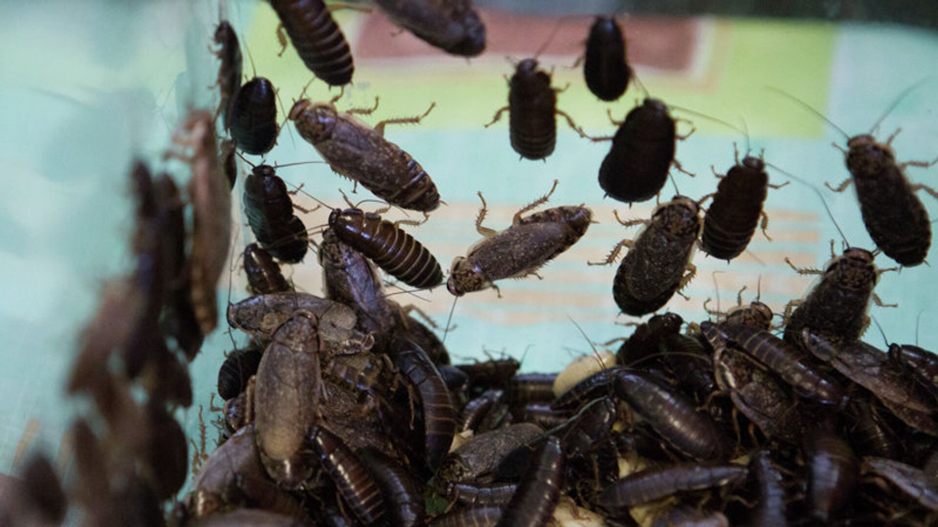 7 способов быстро вывести тараканов в квартире