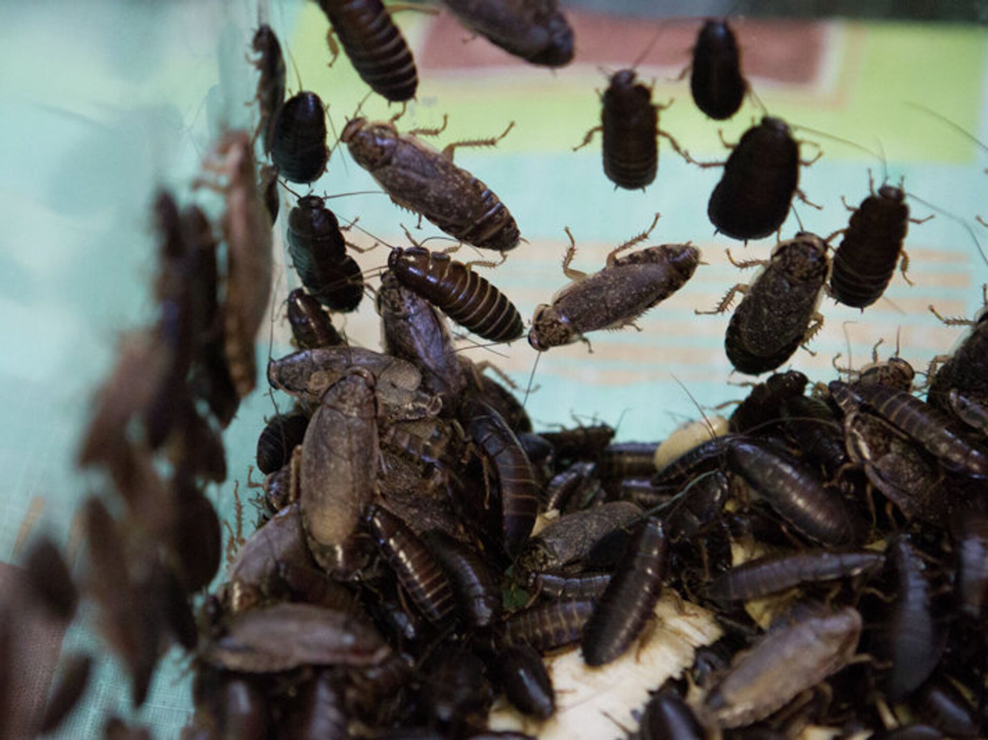 Ловушки для тараканов: особенности и виды