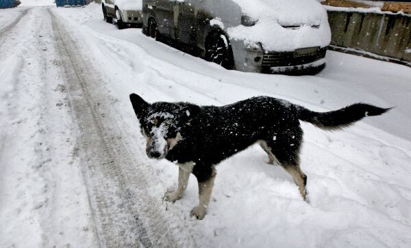 Собака на занесенной мартовским снегом улице