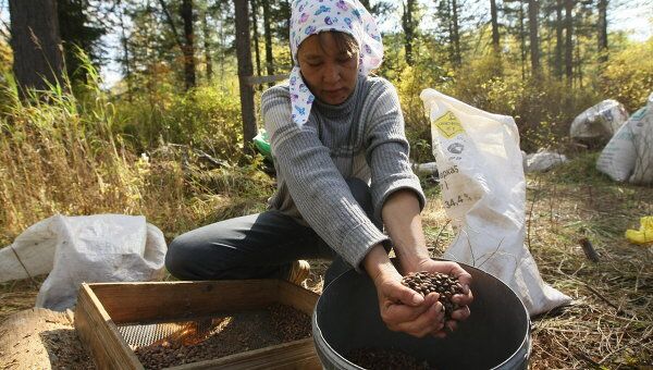 Заготовка кедровых орехов в Чойском районе Республики Алтай