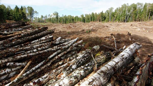 Незаконная вырубка леса
