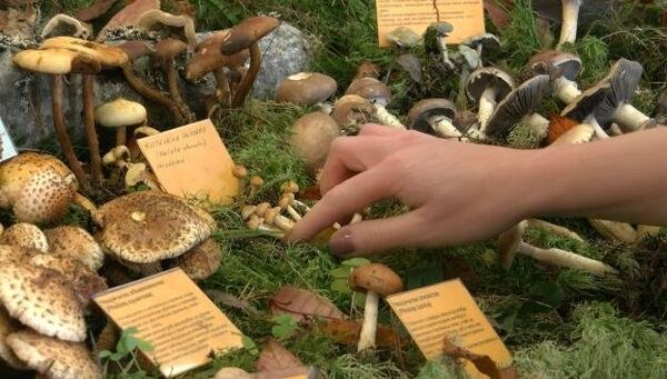 «Планета грибов» в Петербурге: Съедобный навозник и гриб-баран