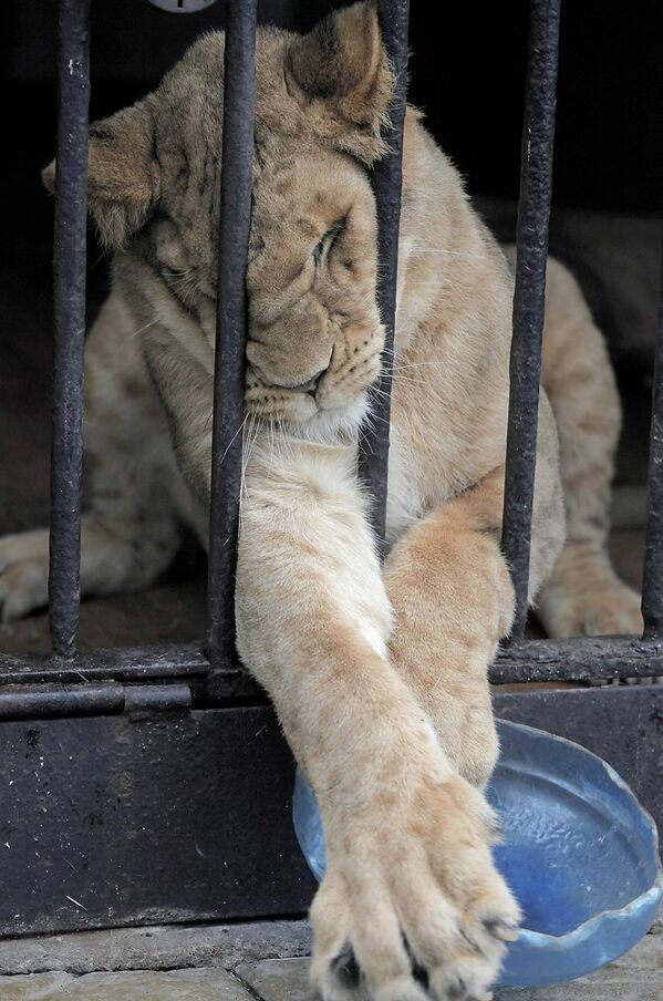 Молодая львица Тася в Ленинградском зоопарке