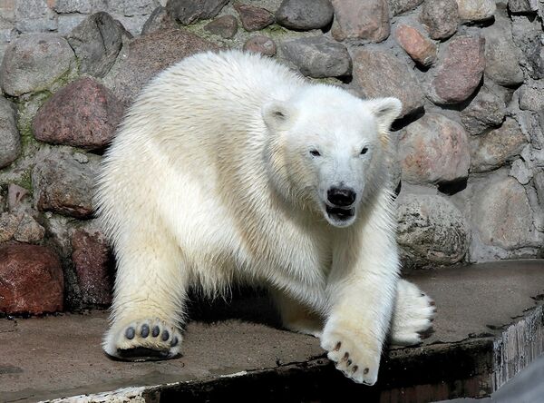 Белые медведи в Ленинградском зоопарке.