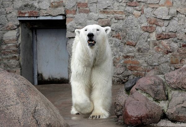 Белые медведи в Ленинградском зоопарке.