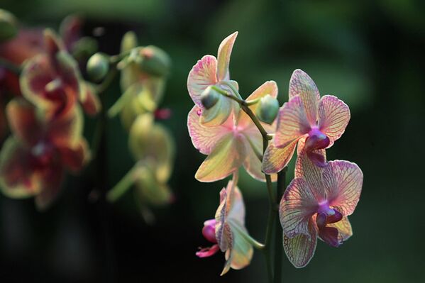 Самая большая в России выставка орхидей и бромелий проходит в Ботаническом саду Петербурга