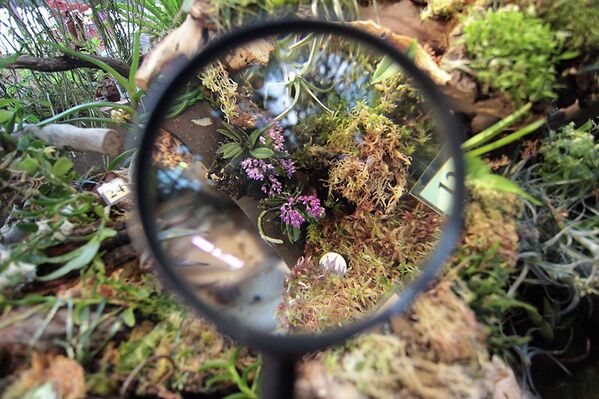 Самая большая в России выставка орхидей и бромелий проходит в Ботаническом саду Петербурга