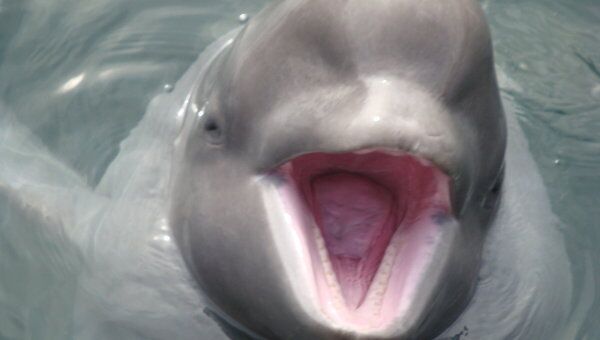 Дельфины-белухи в Ливадии