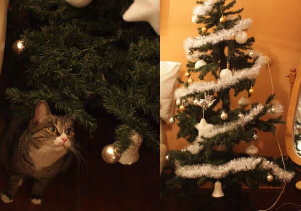 Главное украшение елки — кошка Мурка