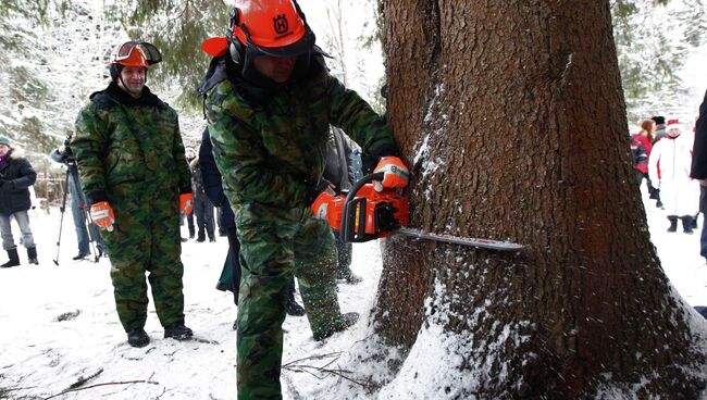 Рубка деревьев. Архив