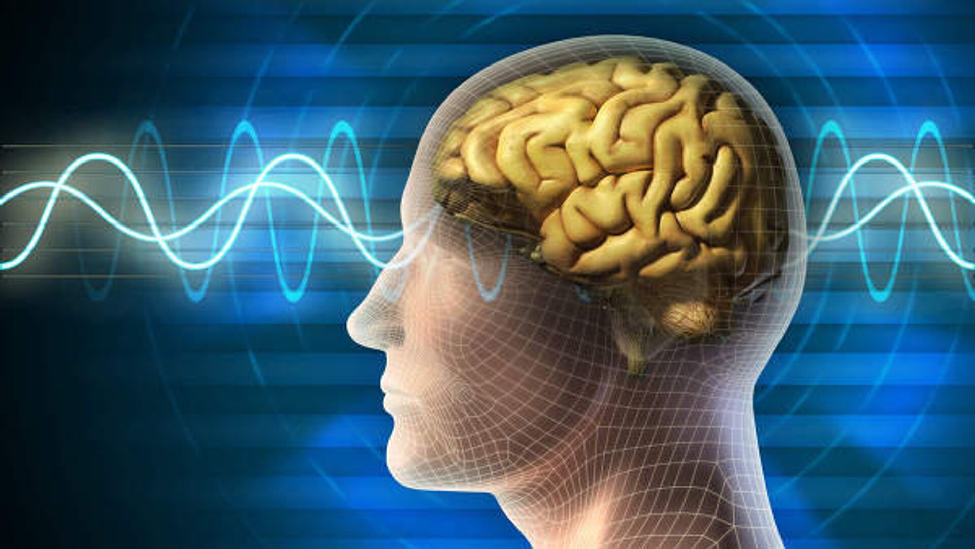 Ученые выяснили, почему уменьшился мозг современного человека