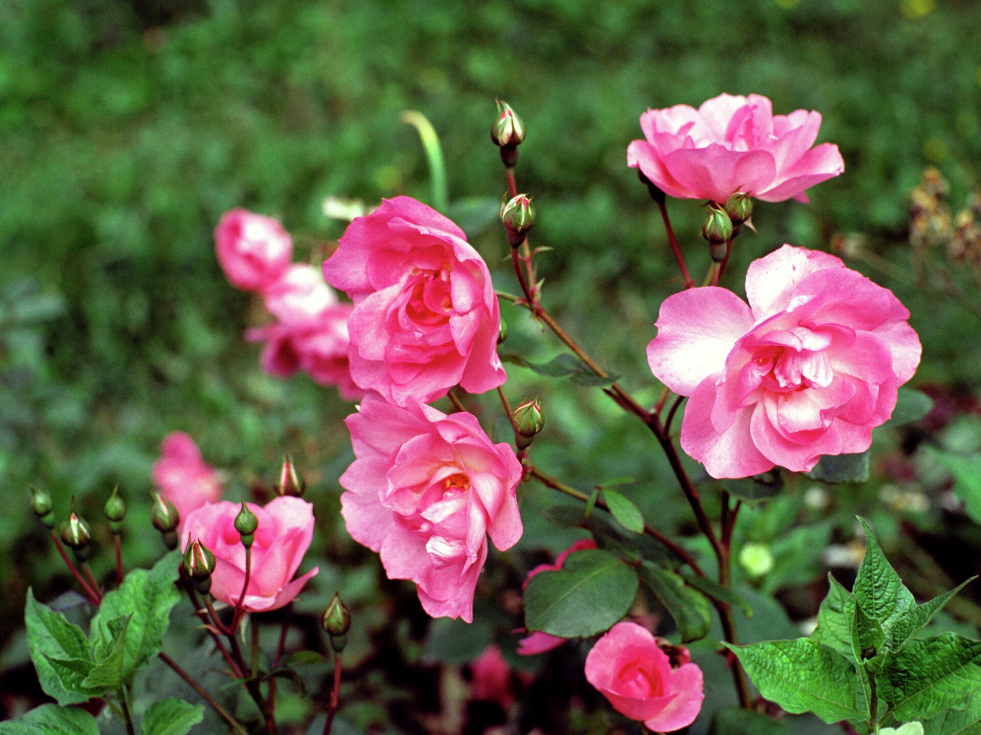 Особенности посадки кустовой розы — уход в открытом грунте