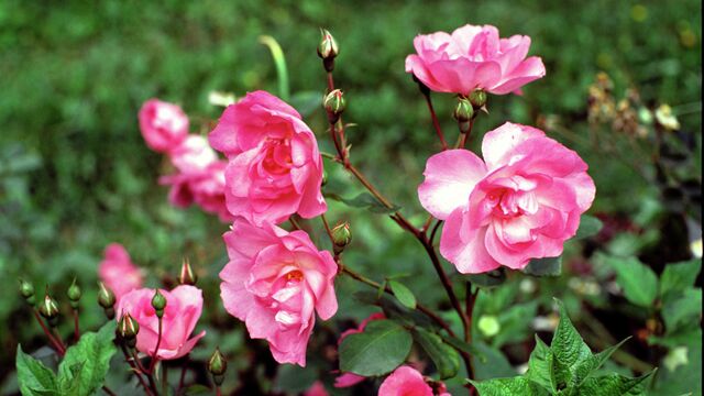 Как правильно садить розы весной: секреты успешного посадочного процесса