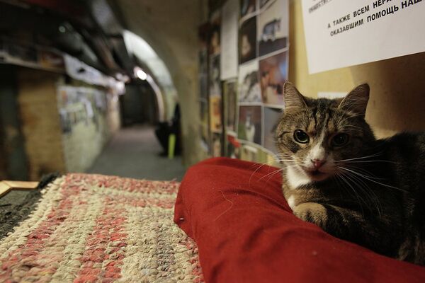 Эрмитажный кот в подвале музея во время ежегодной акции День эрмитажного кота