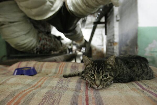 Эрмитажный кот в подвале музея во время ежегодной акции День эрмитажного кота