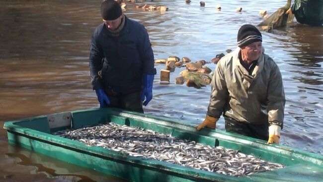 Рыбаки ловят полные лодки корюшки во время путины