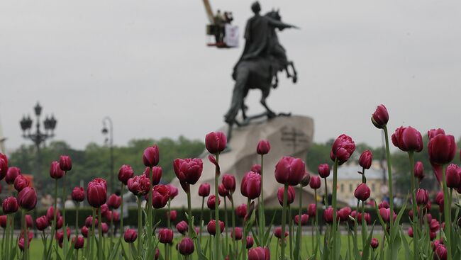 Тюльпаны у Медного всадника