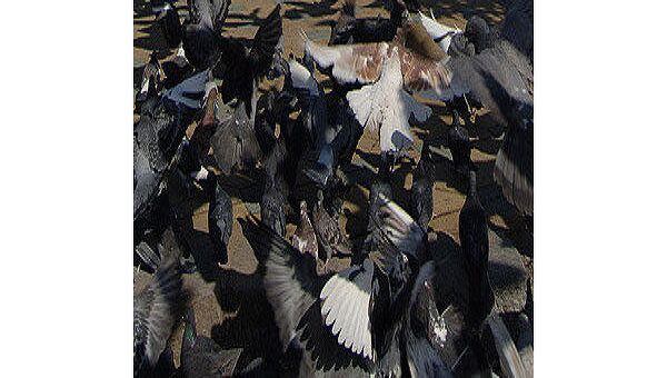 Россельхознадзор уничтожил незаконно ввезенных из Армении голубей