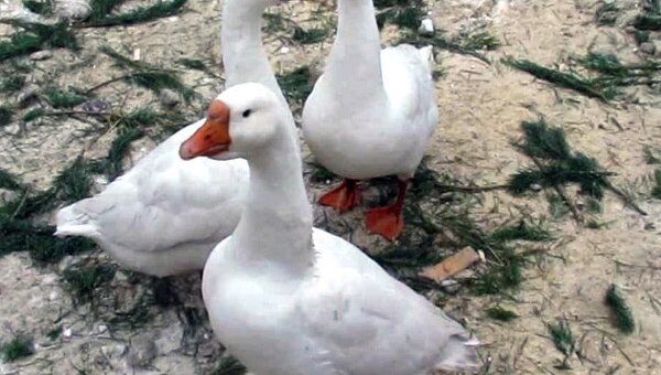 Ярмарка гусей в Набережных Челнах: птица во всех видах