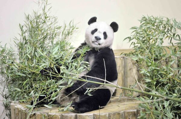 Панда Ян Гуан в Эдинбургском зоопарке
