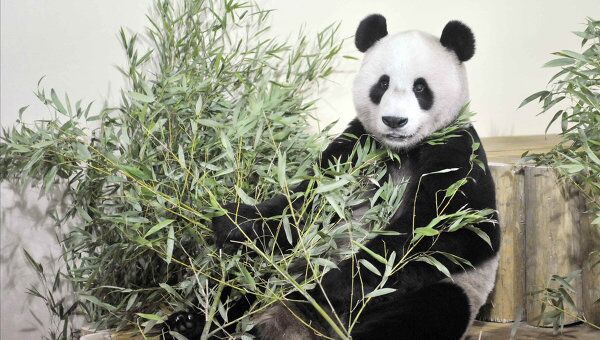 Гигантская панда Ян Гуан, полученная шотландским зоопарком в подарок от Китая