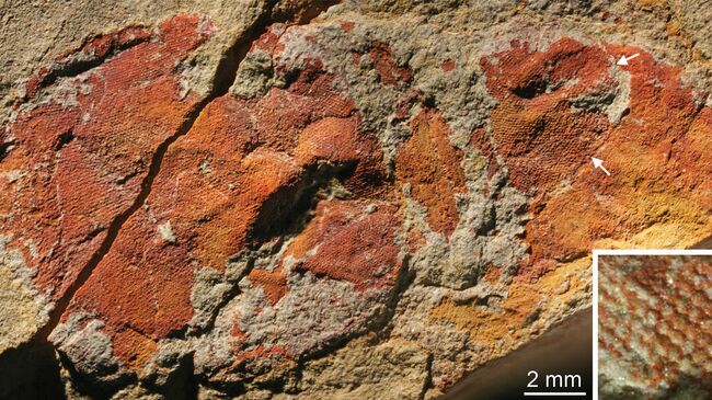 Окаменелые глаза беспозвоночного аномалокариса – короля подводного мира в кембрийскую эпоху. Стрелками отмечена точка крепления глаза к стебельку. Окаменелые глаза беспозвоночного аномалокариса – короля подводного мира в кембрийскую эпоху. Стрелками отмечена точка крепления глаза к стебельку.